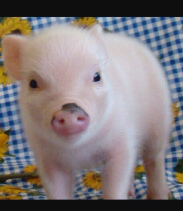 Types of pigs Flashcards Memorang