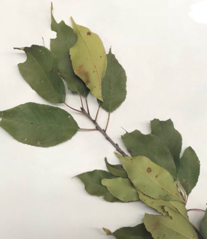 Tree Identification Flashcards Memorang