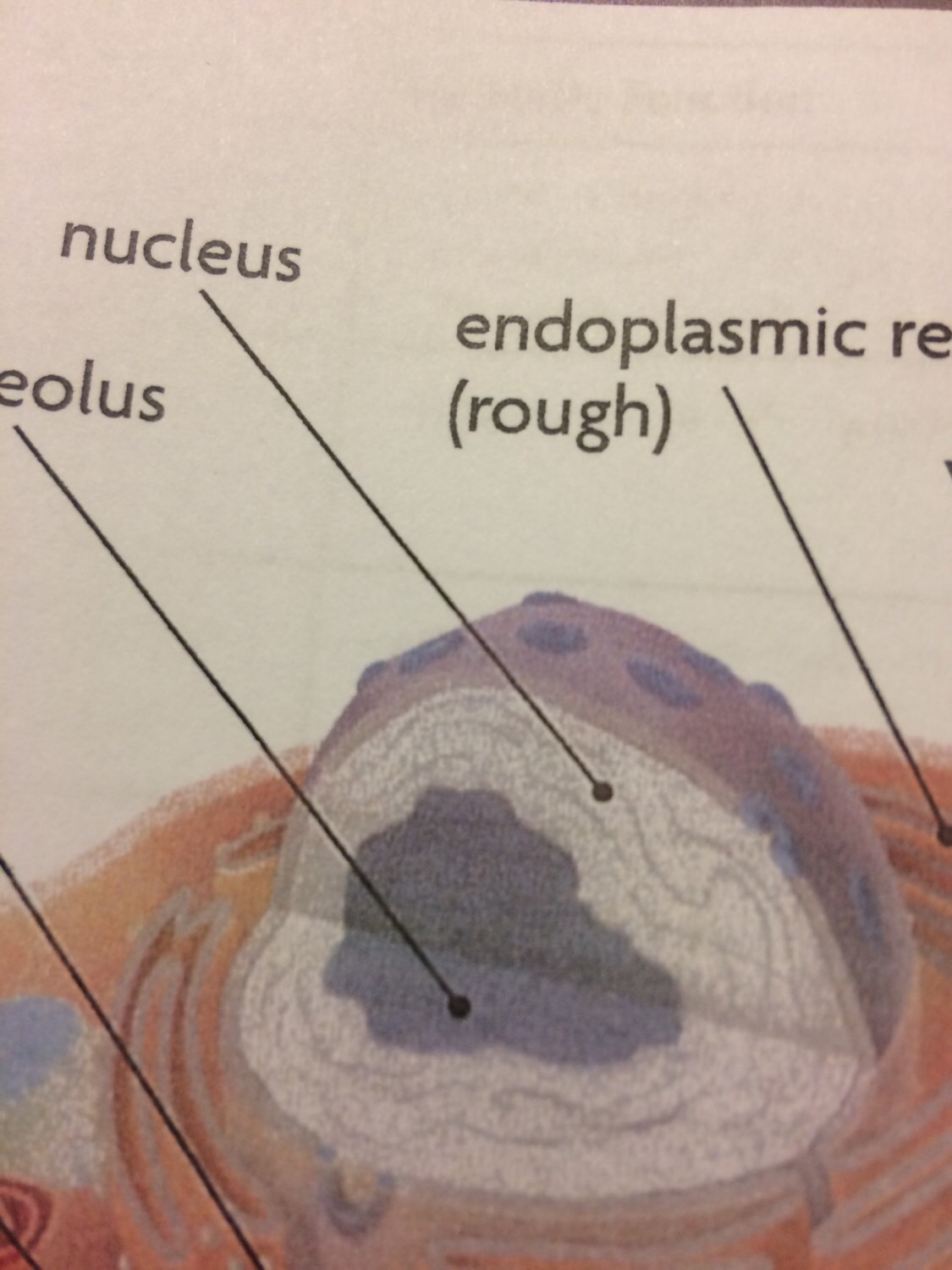 Animal Cell Flashcards Memorang animal-cell-flashcards-memorang