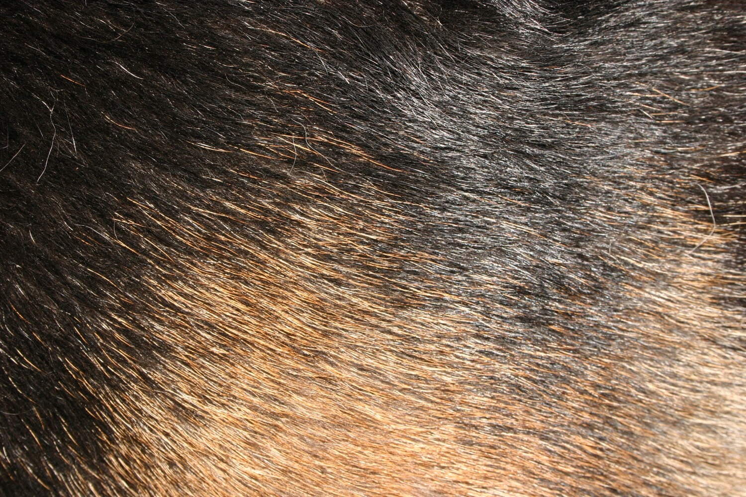 Dog’s body Flashcards Memorang