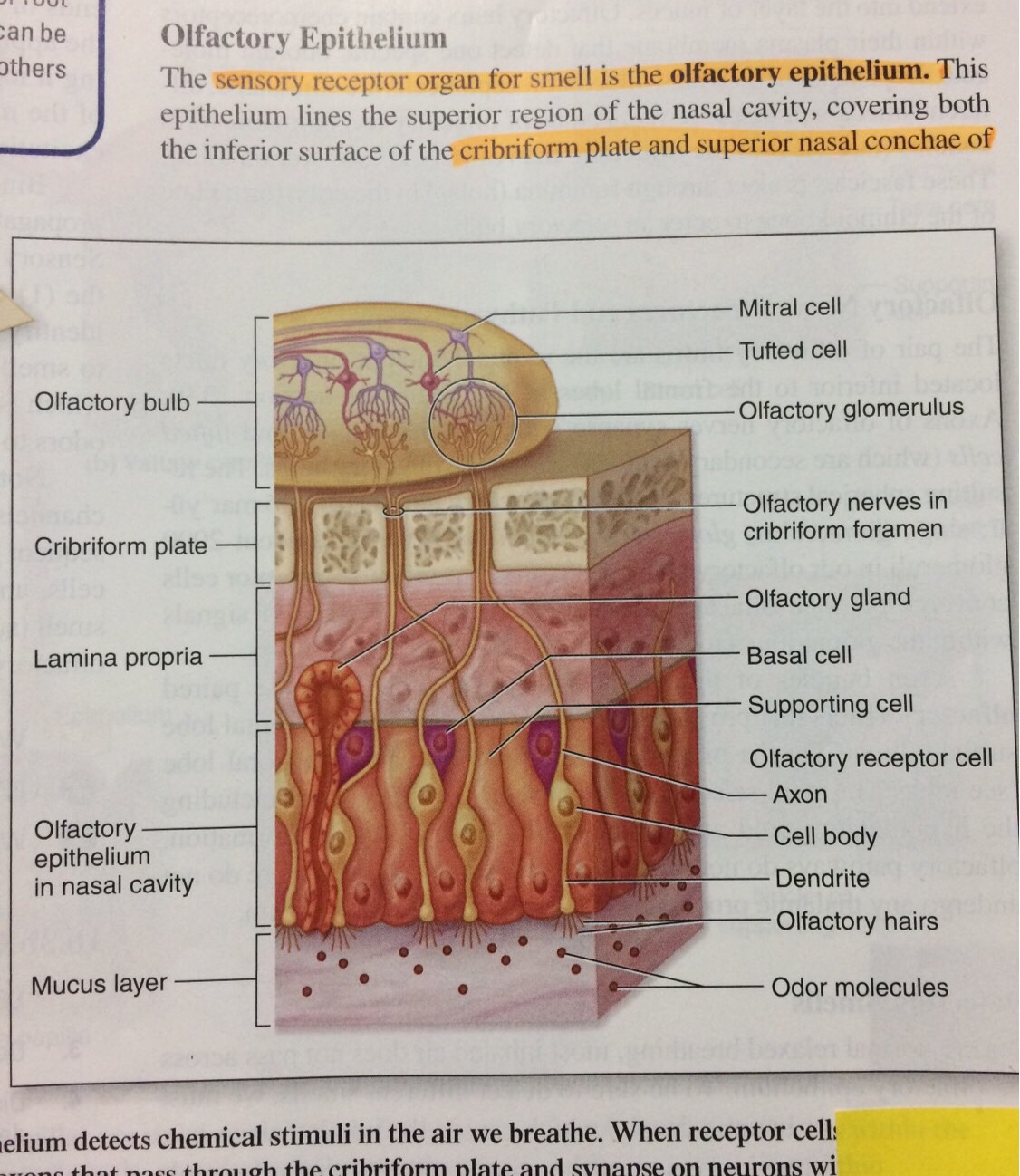 Olfaction and Gustation Flashcards | Memorang