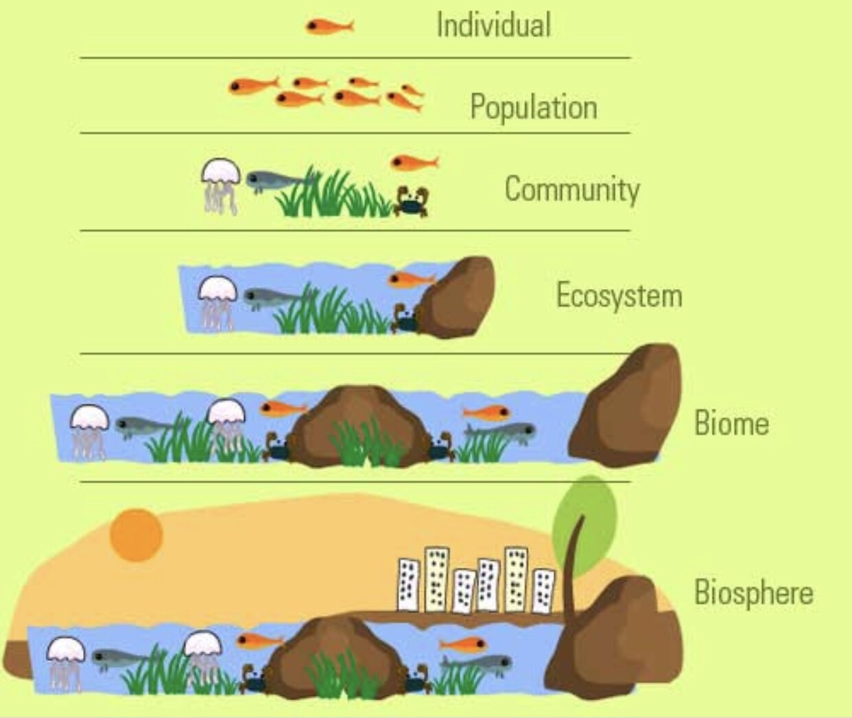 bio final (ecology) Flashcards Memorang