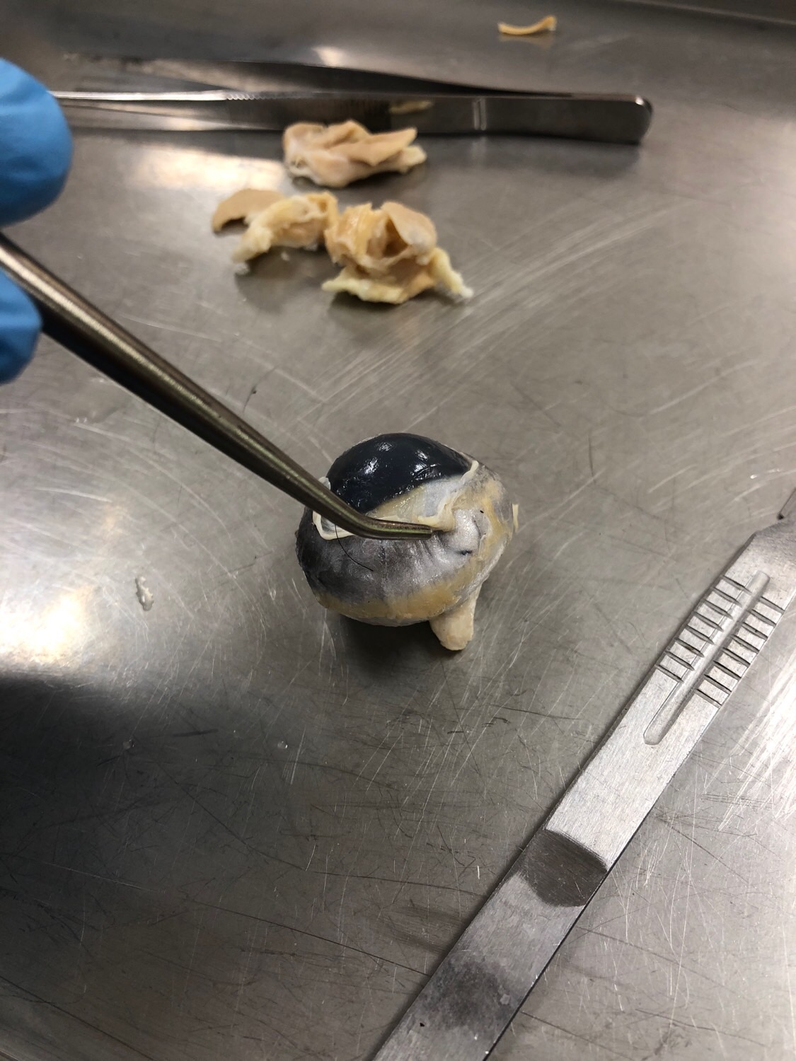 Sheep eye gross anatomy Flashcards Memorang