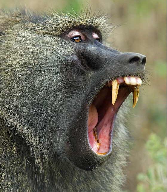 Swahili Animals Flashcards Memorang