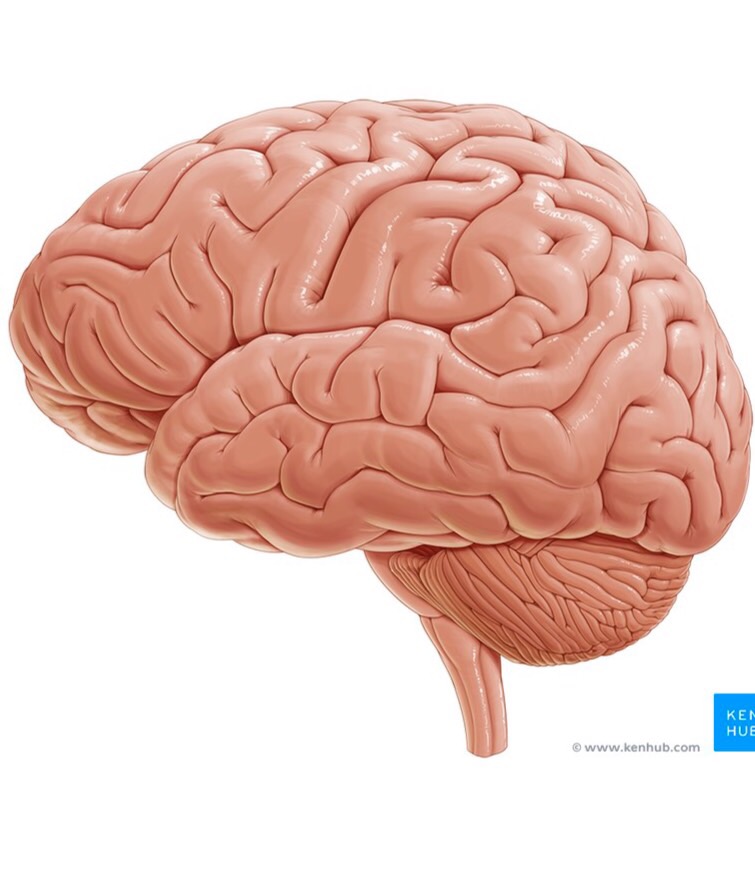 Brain Flashcards Memorang