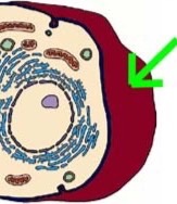Cell parts Flashcards | Memorang