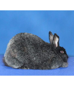 Rabbit breed id Flashcards | Memorang