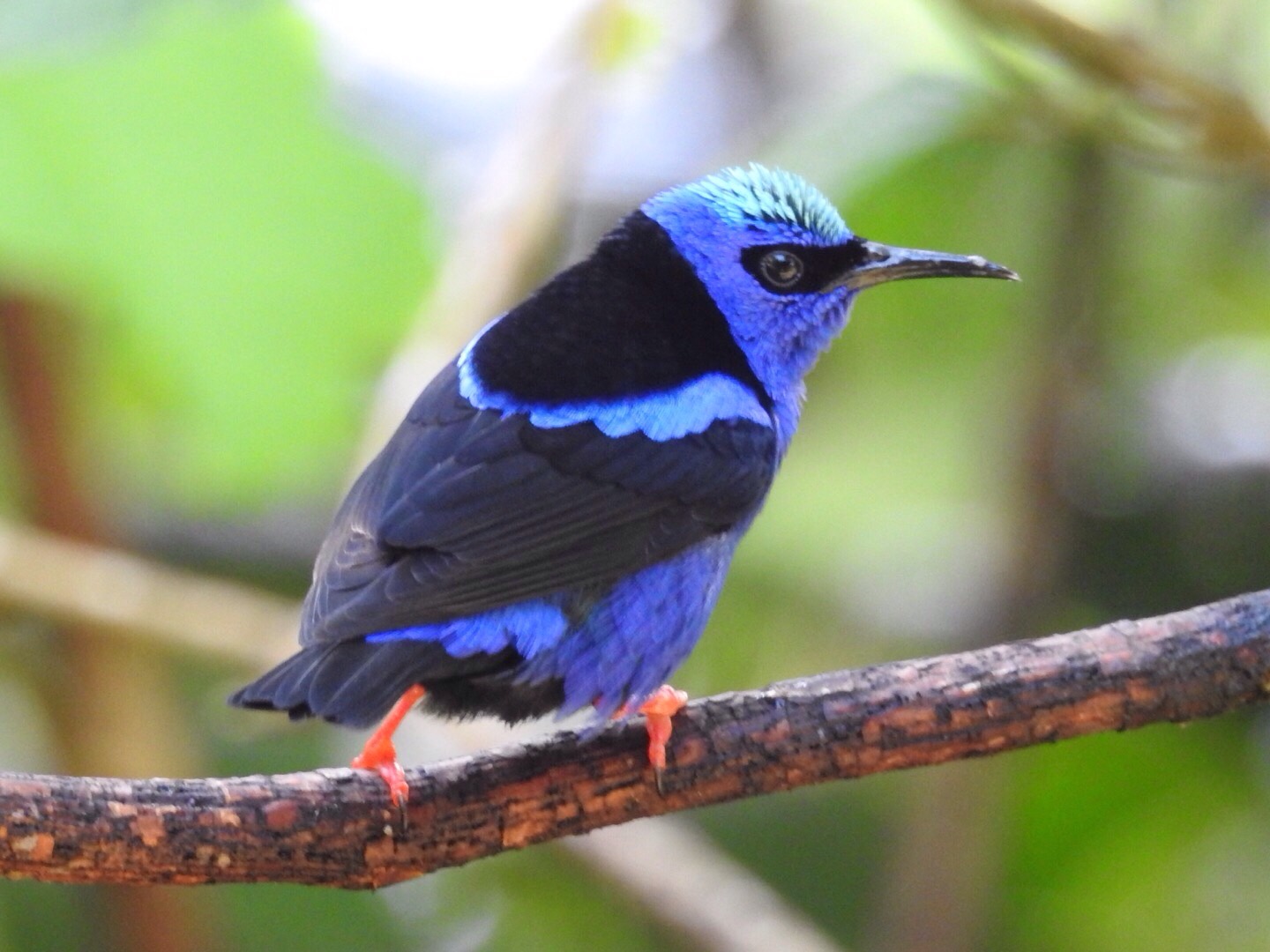 Birds of Costa Rica Flashcards Memorang