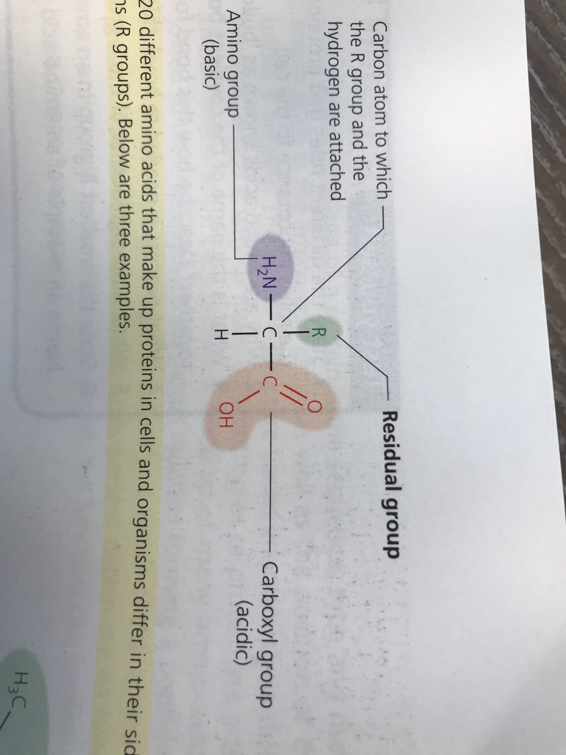 Proteins and Nucleic acid Flashcards Memorang