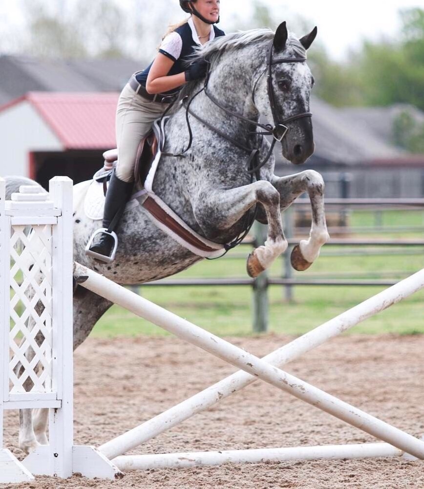 Horse jumps Flashcards Memorang